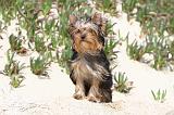 YORKSHIRE TERRIER 032